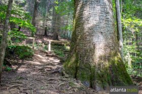 Hike the Bear Creek Trail to the giant Gennett Poplar Tree west of Ellijay