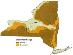map of bear distribution in New York