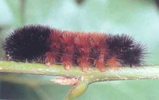 The Woolly Bear (Pyrrharctia isabella) Caterpillar is found across the United States, Canada, and Mexico. The picture above is from Wagner, David L., Valerie Giles, Richard C. Reardon, and Michael L. McManus. 1997. Caterpillars of Eastern Forests. U.S. Department of Agriculture, Forest Service, Forest Health Technology Enterprise Team, Morgantown, West Virginia. FHTET-96-34. 113 pp. Jamestown, ND: Northern Prairie Wildlife Research Center Home Page.